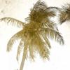 ArtExpert Bright Palm Gold 1 by Kimberly Allen - 16x16 Art Print Poster view 1