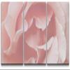 SIGNLEADER Canvas Print Wall Art Set Extreme View of Pink Carnation Botanical Flower Photography Realism Contemporary Closeup Edgy Multicolor Pastel for Living Room, Bedroom, Office - 24"x36" x 3 view 1