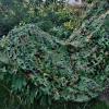 KOOEIN Camouflage Netting,Military Camouflage Net,Shade Camo Netting,Camouflage Protective Net,Woodland,Oxford Cloth,Garden Covers,Anti-uv,with Grid,5x5m/16.4x16.4ft view 4