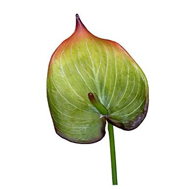 25" Anthurium Stem Silk Flower Floral Arrangements Tropical Hawaiian Flowers FW-26 Realistic Craft Art Decor Plant for Indoor Outdoor Decoration