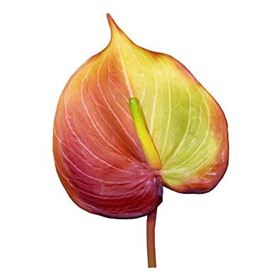 25" Anthurium Stem Silk Flower Floral Arrangements Tropical Hawaiian Flowers FW-27 Realistic Craft Art Decor Plant for Indoor Outdoor Decoration