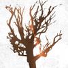 ArtExpert Tree Of Wisdom 3 by Sheldon Lewis - 16x16 Art Print Poster view 1