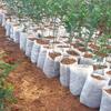 jweemax 100PCS Plant Grow Bags, Non-Woven Plant Nursery Bags Fabric Seedling Pots for Garden view 2