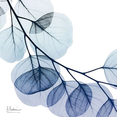 Blue Eucalyptus 2 By Albert Koetsier - 16x16 Art Print Poster