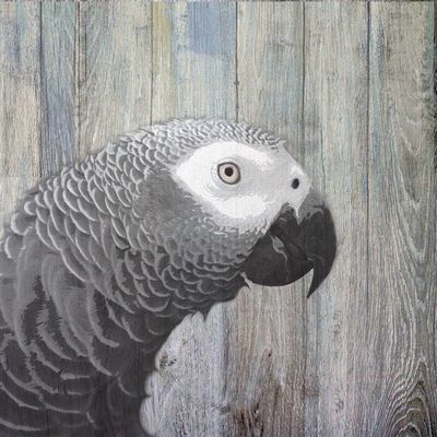 Bird Heads Ii By Karen Smith - 16x16 Art Print Poster