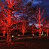 Red Christmas Lights Indoor Outdoor, 33 FT 150 Count Incandescent Mini String, 120V UL Certified Green Wire for Xmas Tree, Wreath, Patio, Holiday, Party, Home, Garden Decorations view 2