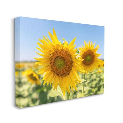 Stupell Industries Sunflower Florals in Sunny Blue Farm Field