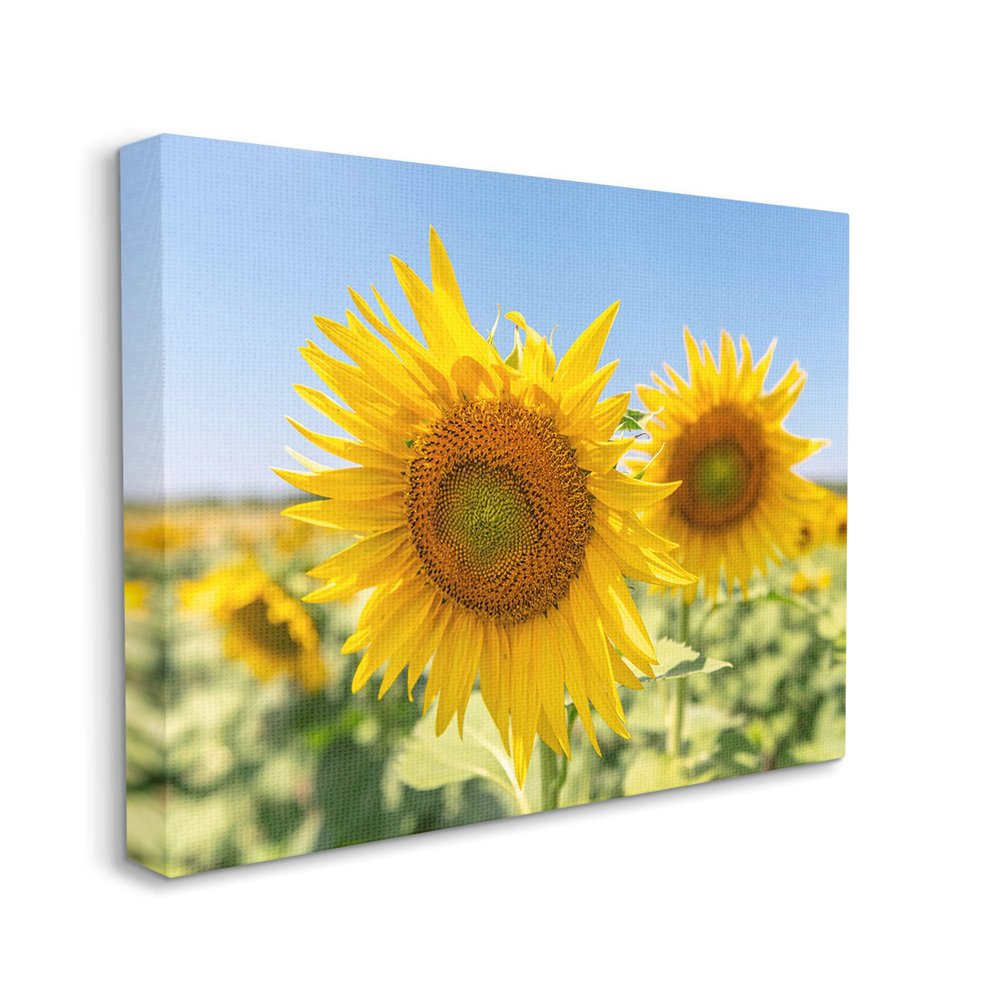 Stupell Industries Sunflower Florals in Sunny Blue Farm Field