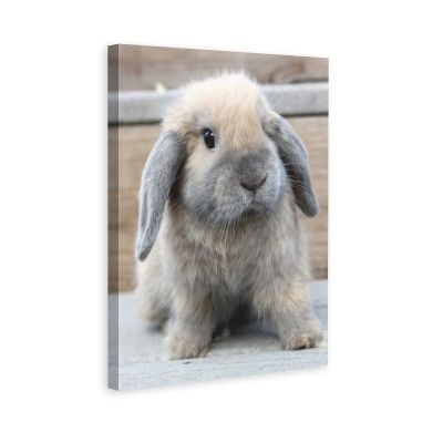 PYFXSALA Animal Rabbit Lop 1 Canvas Poster Wall Art Decor Print Picture Paintings for Living Room Bedroom Decoration 812inchs(2030cm)