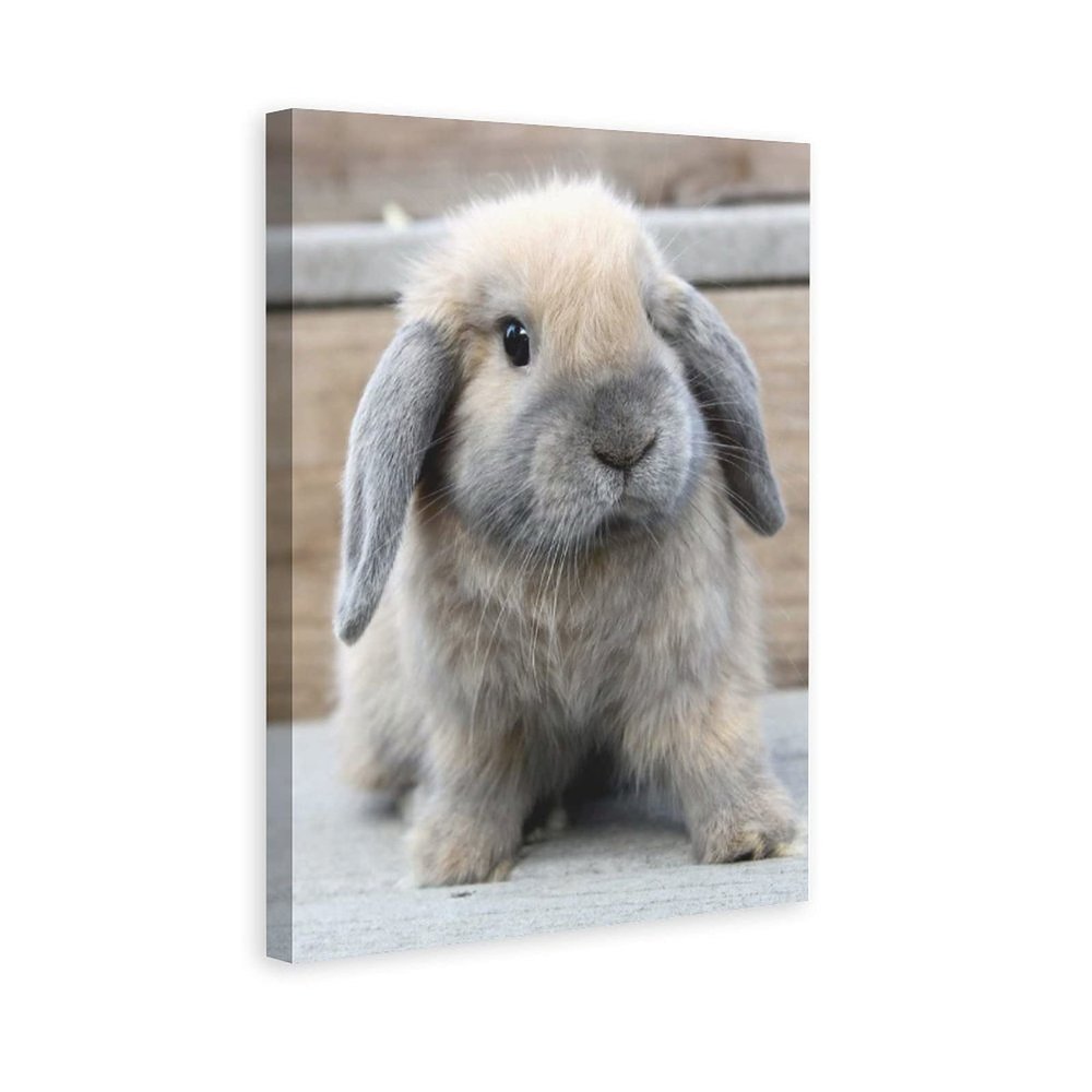PYFXSALA Animal Rabbit Lop 1 Canvas Poster Wall Art Decor Print Picture Paintings for Living Room Bedroom Decoration 812inchs(2030cm)