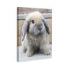PYFXSALA Animal Rabbit Lop 1 Canvas Poster Wall Art Decor Print Picture Paintings for Living Room Bedroom Decoration 812inchs(2030cm) view 1