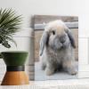 PYFXSALA Animal Rabbit Lop 1 Canvas Poster Wall Art Decor Print Picture Paintings for Living Room Bedroom Decoration 812inchs(2030cm) view 3
