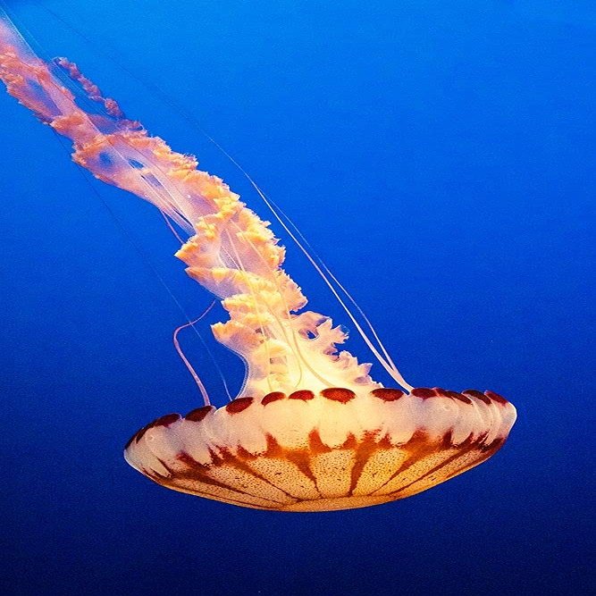 ArtExpert California-Monterey-Monterey Bay Aquarium-Jellyfish swimming by Hollice Looney -