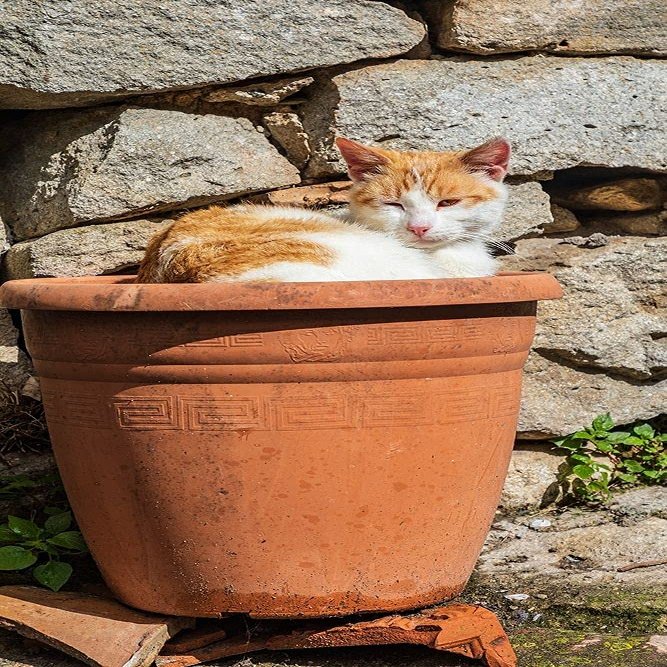ArtExpert Messina Province-Montalbano Elicona Orange and white cat in terra cotta planter pot by Emily Wilson -