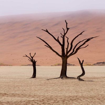 Namibia, Namib-Naukluft, Deadvlei Misty Morning by Wendy Kaveney - 12x18 Art Print Poster