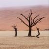 Namibia, Namib-Naukluft, Deadvlei Misty Morning by Wendy Kaveney - 12x18 Art Print Poster view 1