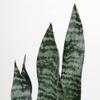 2 Set Large Fake Snake Plant Black Coral 35.8 Inch Sansevieria Plant Artificial Snake Plants in Pots with Woven Basket Faux Mother In Law Tongue Plant - 30 Leaves for Indoor Outdoor Home Office Decor view 3