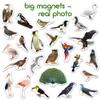 25 Fridge Magnets for Toddlers - Birds Photo Kids Magnets for Refrigerator  Real Magnetic Animals for Children  Big Realistic Magnet for Kids - Learning Toy Set - Baby Educational Gift view 3