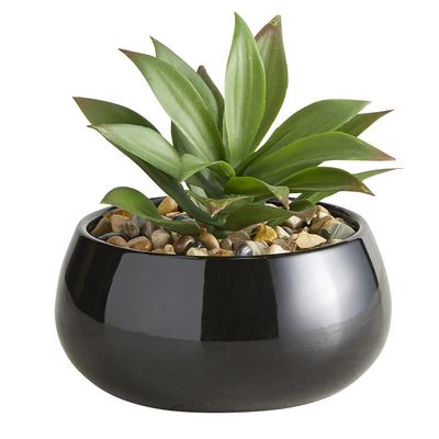 47th & Main Artificial Succulent Plant in Pot, 5.6" Tall, Nodulosa/Black