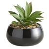 47th & Main Artificial Succulent Plant in Pot, 5.6" Tall, Nodulosa/Black view 1