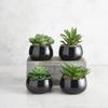 47th & Main Artificial Succulent Plant in Pot, 5.6" Tall, Nodulosa/Black view 2