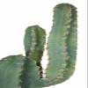 SilksAreForever 54" Plastic Saguaro Cactus Artificial Stem w/Beige Needles -Green view 2