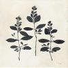 Botanical Study IV by Julia Purinton - 16x20 Art Print Poster view 1