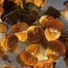 JASHIKA Thanksgiving Decor 3D Turkey Lights Fairy Decorative Fall String Lights view 2