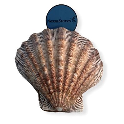 NESSASTORES - Natural Lion Paw Scallop Nautical Dish Beach Craft Sea Shell 5"-6" #JC-026 (6 Pairs)