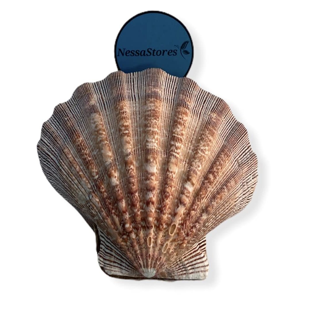 NESSASTORES - Natural Lion Paw Scallop Nautical Dish Beach Craft Sea Shell 5"-6" #JC-026 (6 Pairs)