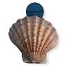 NESSASTORES - Natural Lion Paw Scallop Nautical Dish Beach Craft Sea Shell 5"-6" #JC-026 (6 Pairs) view 1