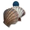 NESSASTORES - Natural Lion Paw Scallop Nautical Dish Beach Craft Sea Shell 5"-6" #JC-026 (6 Pairs) view 2