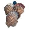 NESSASTORES - Natural Lion Paw Scallop Nautical Dish Beach Craft Sea Shell 5"-6" #JC-026 (6 Pairs) view 3
