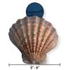 NESSASTORES - Natural Lion Paw Scallop Nautical Dish Beach Craft Sea Shell 5"-6" #JC-026 (6 Pairs) view 4