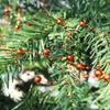 HADDIY Red Beads Garland for Christmas Tree,66 Feet Plastic Pearl Strands Chain Beaded Garlands for Holiday Dcor and Crafts view 3