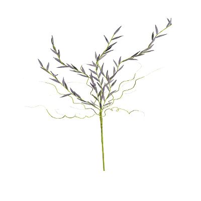KALALOU CSL2505 Botanica #2505