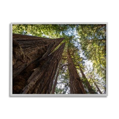 Stupell Industries Tall Trees Looking Upwards Nature Forest Photography, Designed by Aaron Matheson Gray Framed Wall Art, 20 x 16, Brown