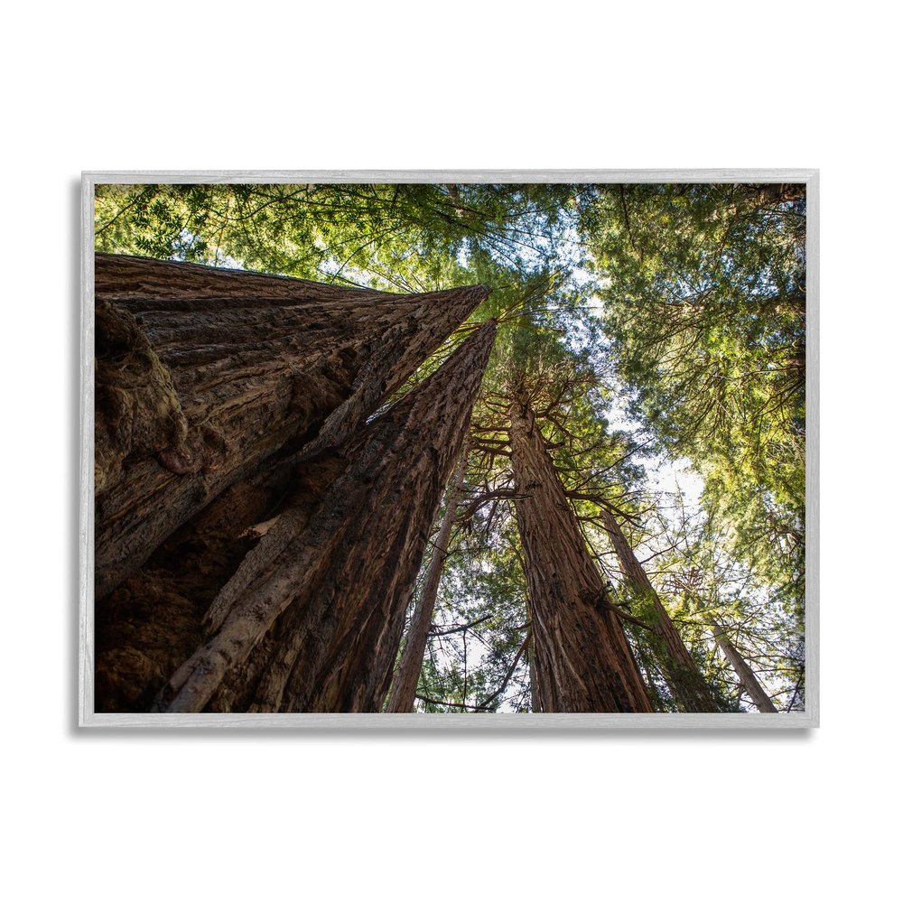 Stupell Industries Tall Trees Looking Upwards Nature Forest Photography, Designed by Aaron Matheson Gray Framed Wall Art, 20 x 16, Brown