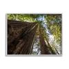 Stupell Industries Tall Trees Looking Upwards Nature Forest Photography, Designed by Aaron Matheson Gray Framed Wall Art, 20 x 16, Brown view 1