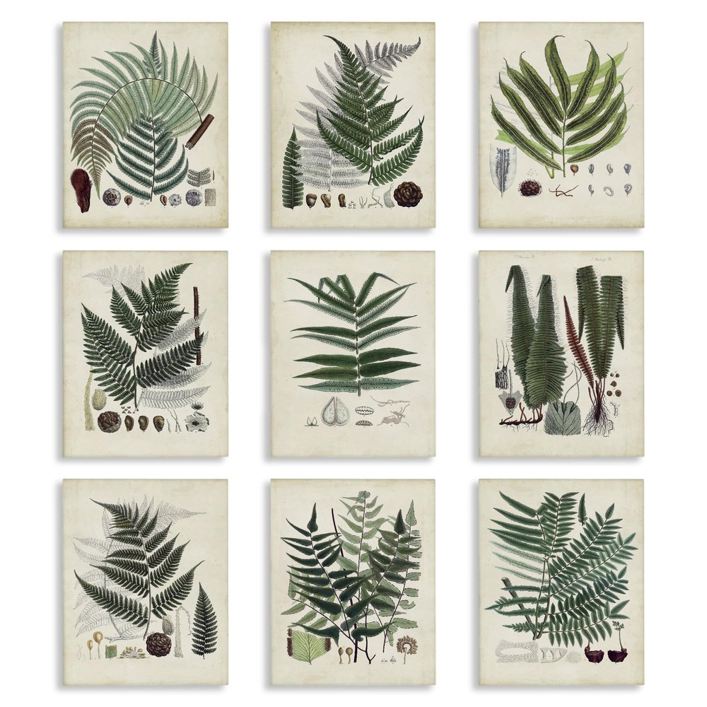 Vintage Fern Botanical Study, 11 x 14 Inch Canvas Wall Art Set