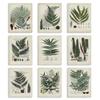 Vintage Fern Botanical Study, 11 x 14 Inch Canvas Wall Art Set view 1