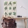 Vintage Fern Botanical Study, 11 x 14 Inch Canvas Wall Art Set view 2
