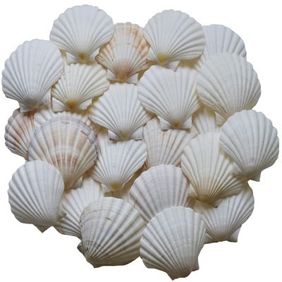 Scallop Shells for Cooking, Baking or Crafts, 2 inch to 5 inch, Natural Seashell (2 inch - 3 inch, 100)