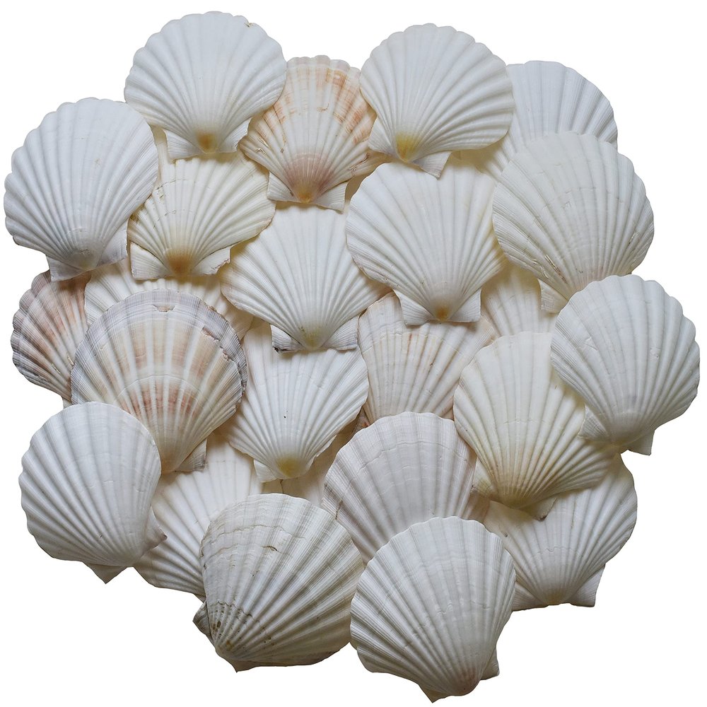 Scallop Shells for Cooking, Baking or Crafts, 2 inch to 5 inch, Natural Seashell (2 inch - 3 inch, 100)