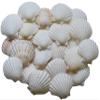 Scallop Shells for Cooking, Baking or Crafts, 2 inch to 5 inch, Natural Seashell (2 inch - 3 inch, 100) view 1