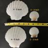Scallop Shells for Cooking, Baking or Crafts, 2 inch to 5 inch, Natural Seashell (2 inch - 3 inch, 100) view 2