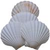 Scallop Shells for Cooking, Baking or Crafts, 2 inch to 5 inch, Natural Seashell (2 inch - 3 inch, 100) view 3