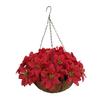 Bo Lala Christmas Flowers Chain Hanging Basket Flowerpot Artificial Flower Poinsettias Silk Ornament Flowers for Indoor Outdoor Home and Garden Christmas and New Year Decoration (Medium Basket) view 2