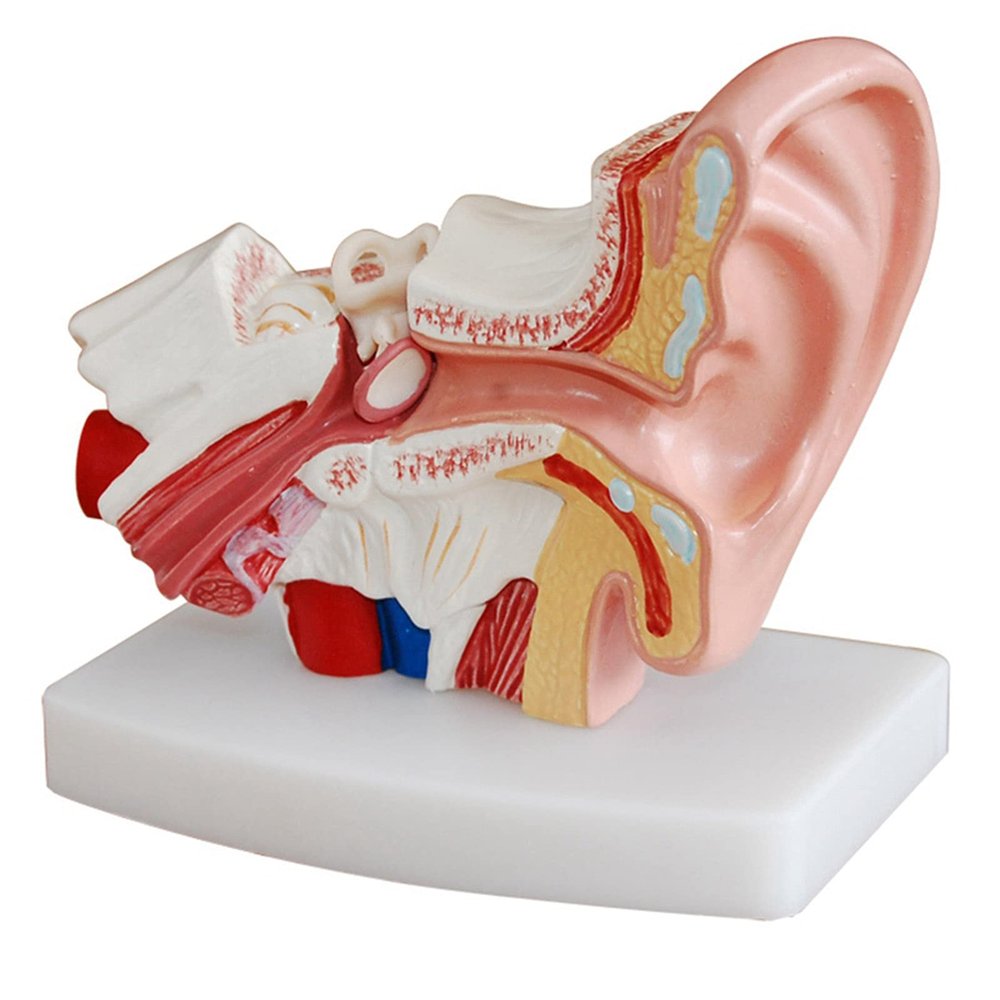 STZJBD Human Ear 1.5X Life Size Model,Human Ear Anatomy Model Organ Medical Teaching Supplies Professional Medical Educational Training Aid