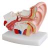 STZJBD Human Ear 1.5X Life Size Model,Human Ear Anatomy Model Organ Medical Teaching Supplies Professional Medical Educational Training Aid view 1